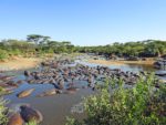 Safari in Afrika
