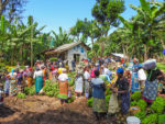 Kilimanjaro Marangu