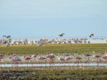 Lake Manyara