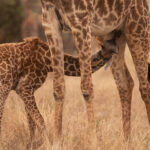 Ein Giraffenbaby tinkt bei seiner Mutter