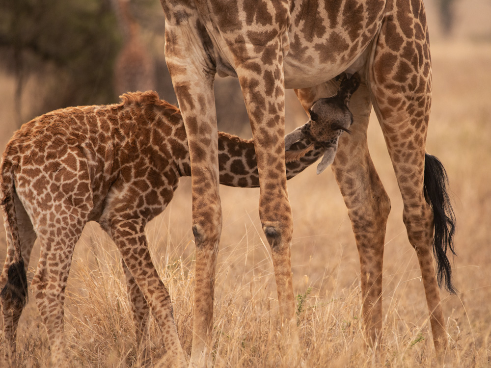 Ein Giraffenbaby tinkt bei seiner Mutter