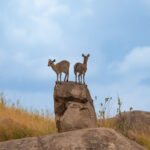 Zwei Dickdicks stehen auf dem Felsen und halten Ausschau