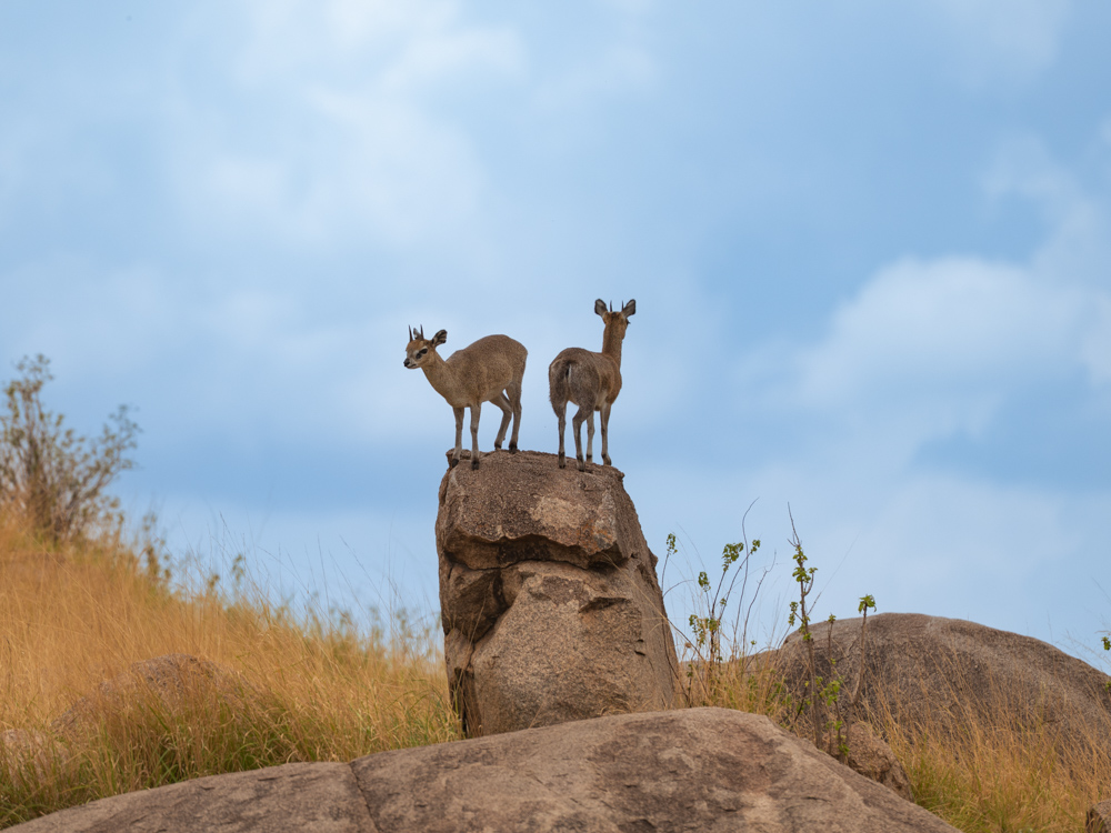 Zwei Dickdicks stehen auf dem Felsen und halten Ausschau