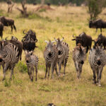 Die Zebras sind mittendrin