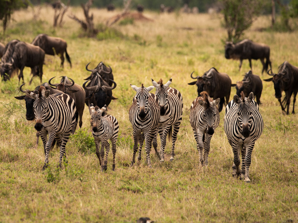 Die Zebras sind mittendrin