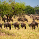 Gnus wandern in einer Kolone durch die Serengeti