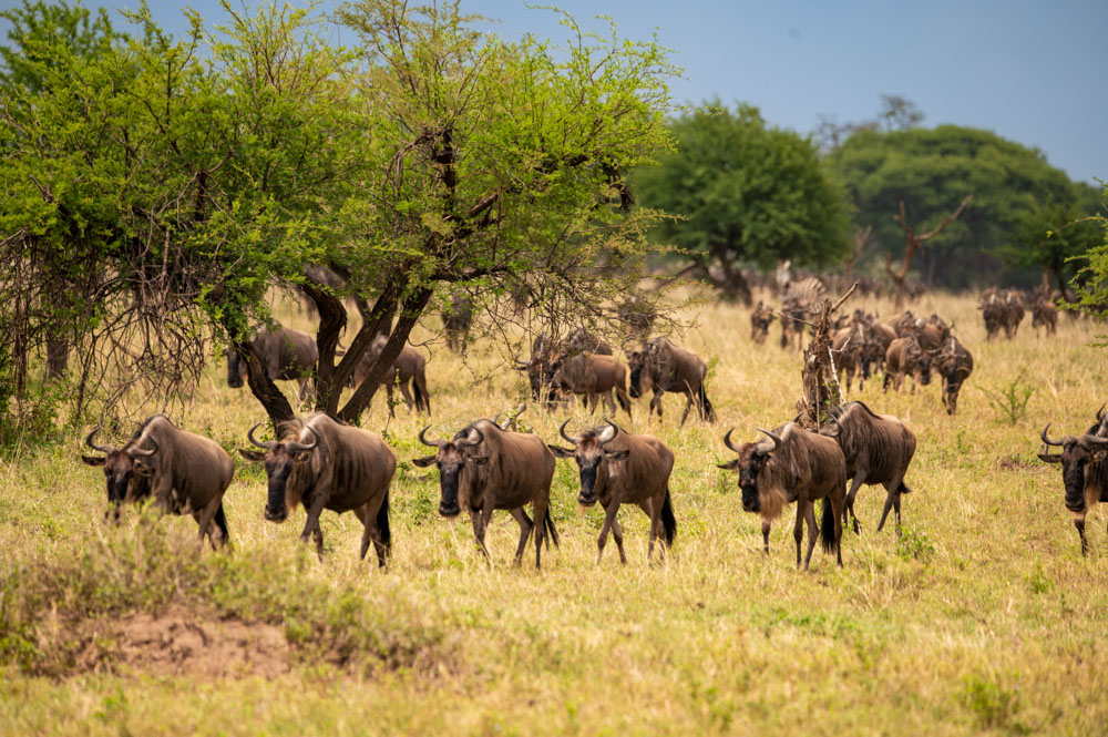 Gnus wandern in einer Kolone durch die Serengeti