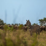 Zebra in der Serengeti
