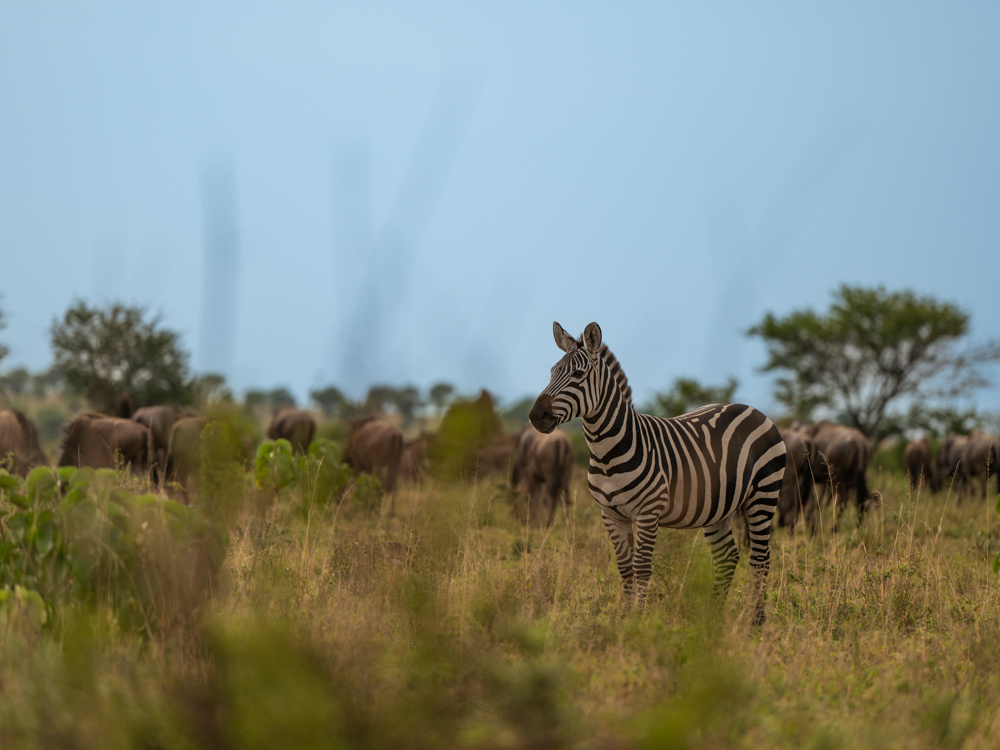 Zebra in der Serengeti