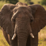 Der Elefant schaut direkt in die Kamera