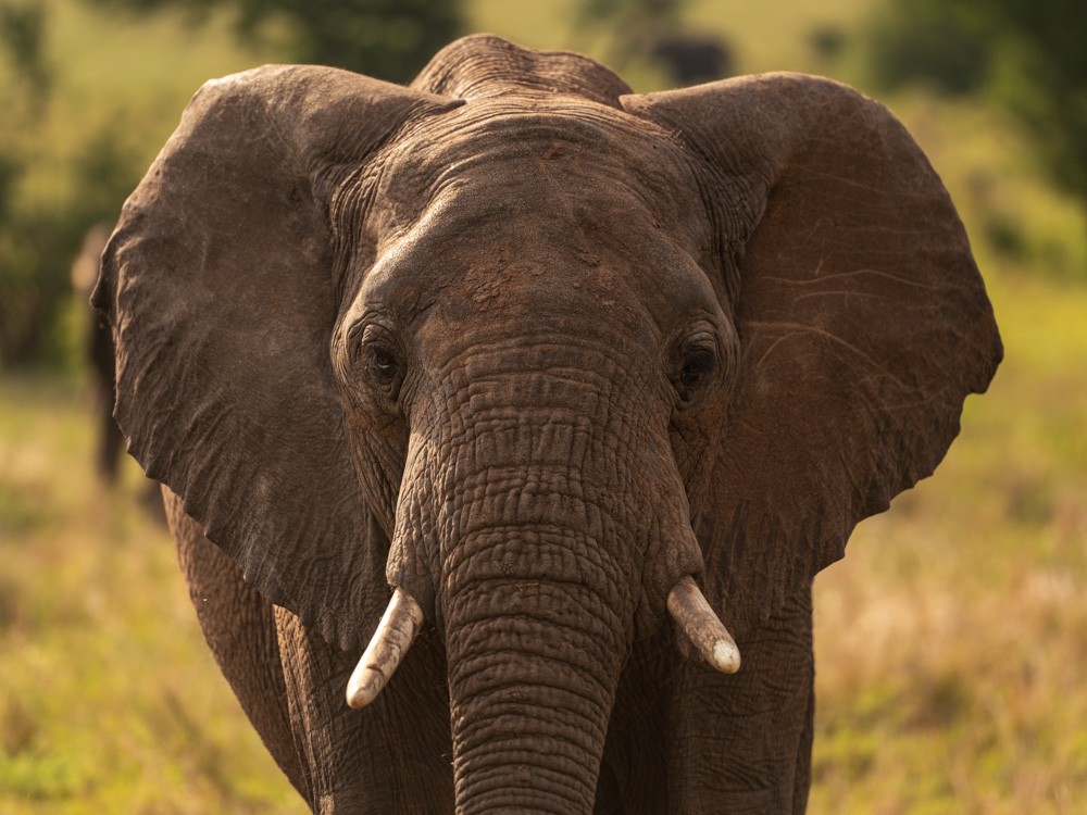 Der Elefant schaut direkt in die Kamera